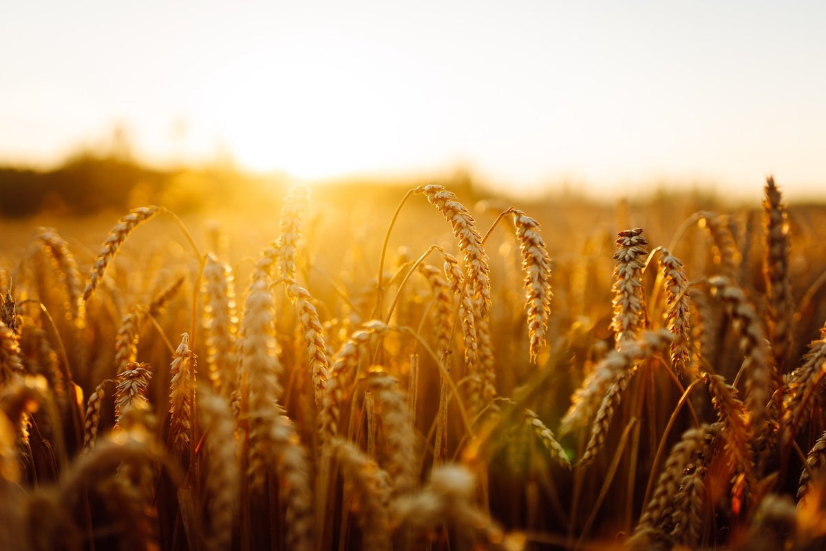 Golden wheat barley stalks in a field backlit by a bright sun at sunset.