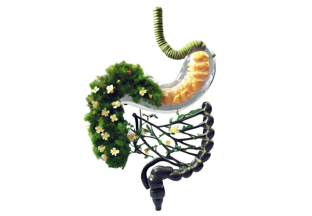 Stylized gut system illustration with flowers showing RISE311 is designed for easy digestion.