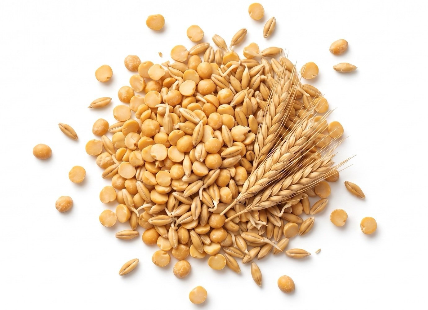 A top-down arrangement of loose yellow split peas (used for 311's protein) and golden wheat ears to depict our Unflavored option.