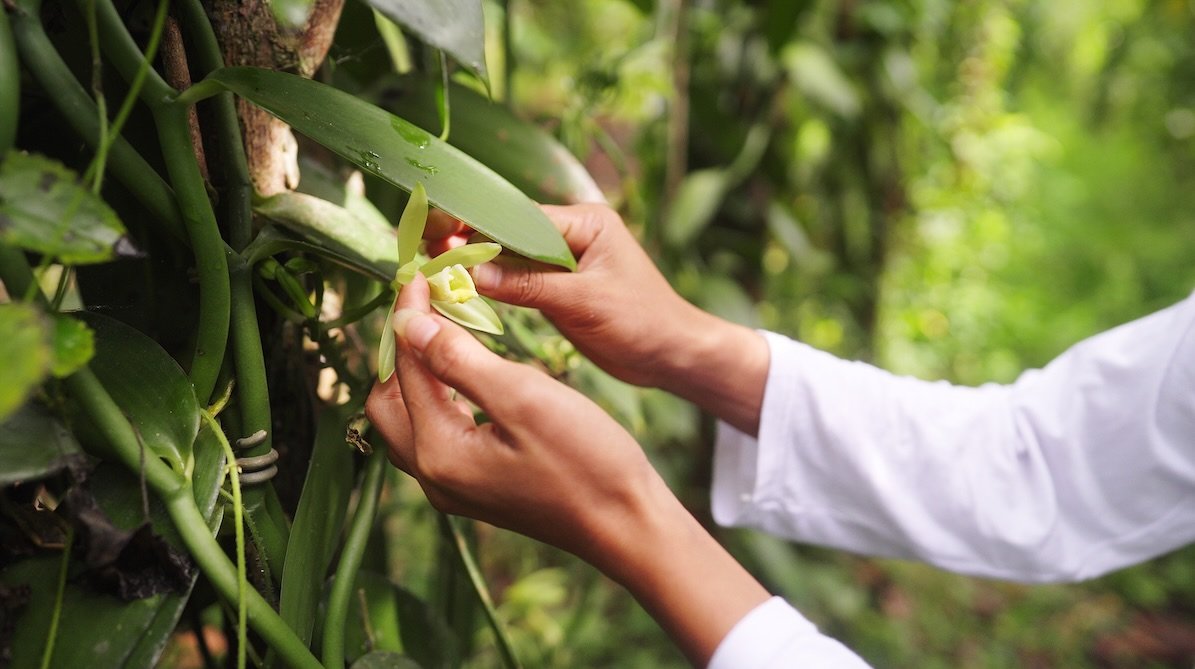Hand-pollinating a Madagascar vanilla flower, the real vanilla bean behind RISE311 vanilla protein powder