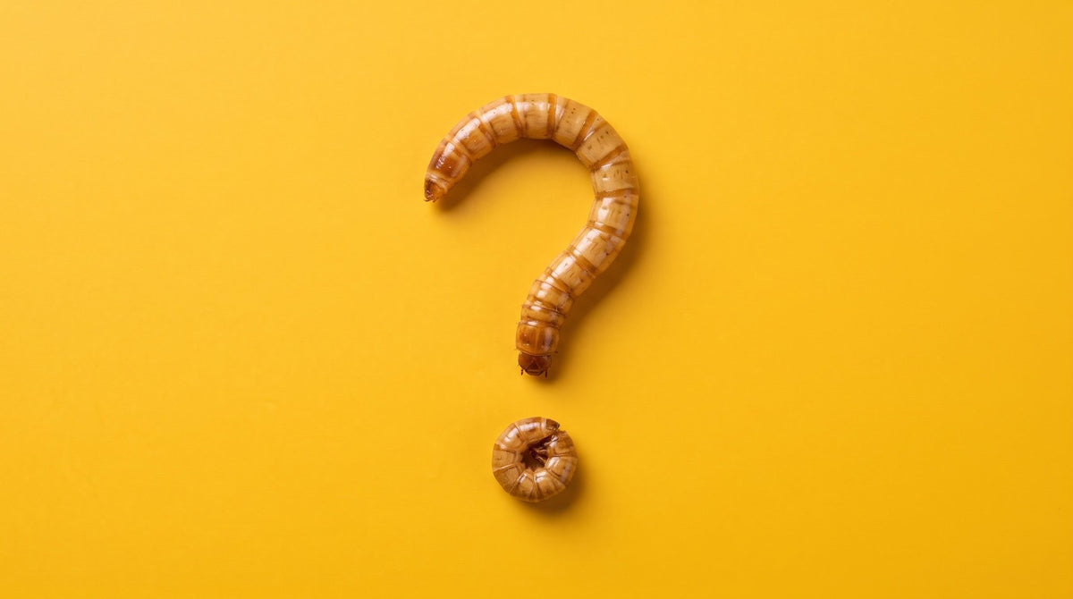 Is Protein Powder Made From Worms?