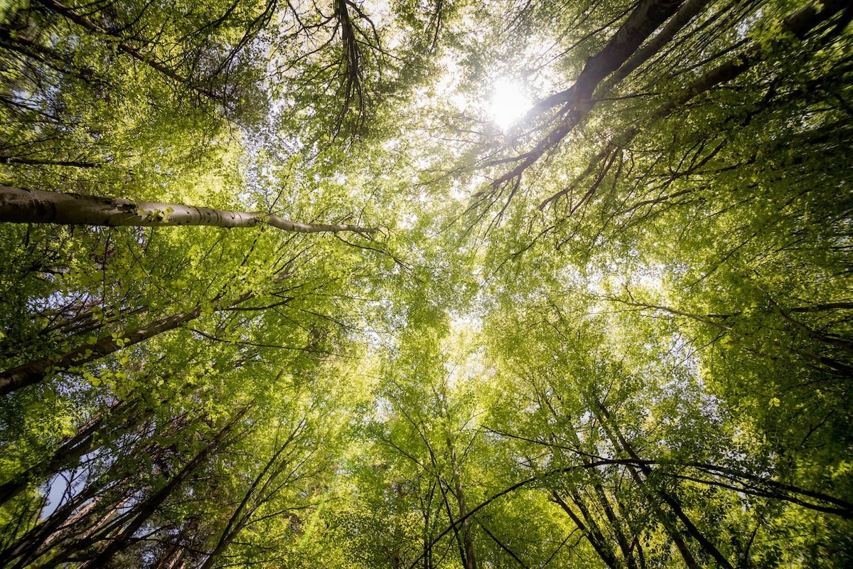 Upward view of green forest canopy with sunlight filtering through leaves