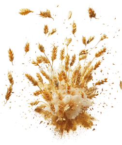 Exploding golden barley sheafs in rectangular format (artistic)