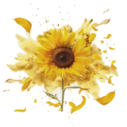 Golden sunflower image for the sunflower lecithin in RISE311 (used to make all ingredients more soluble)