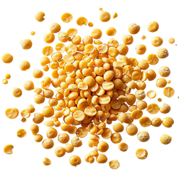 Image of golden yellow split peas used to make our pea protein powder