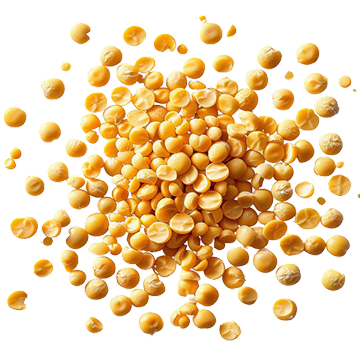 Image of golden yellow split peas used to make our pea protein powder